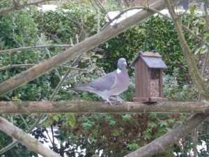 Wood Pigeon at The Kilns