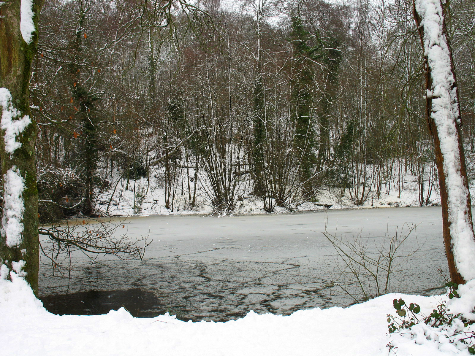 Winter at the Pond of the C.S. Lewis Nature Reserve